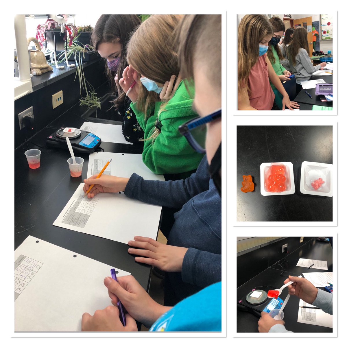 edug8tor_mehms's tweet photo. We’re using Gummy Bears to model osmosis @mehms. We are #MYPinquirers collecting data and interpreting our results. #scienceisaverb #learningbydoing https://t.co/HWUuFFJVq7