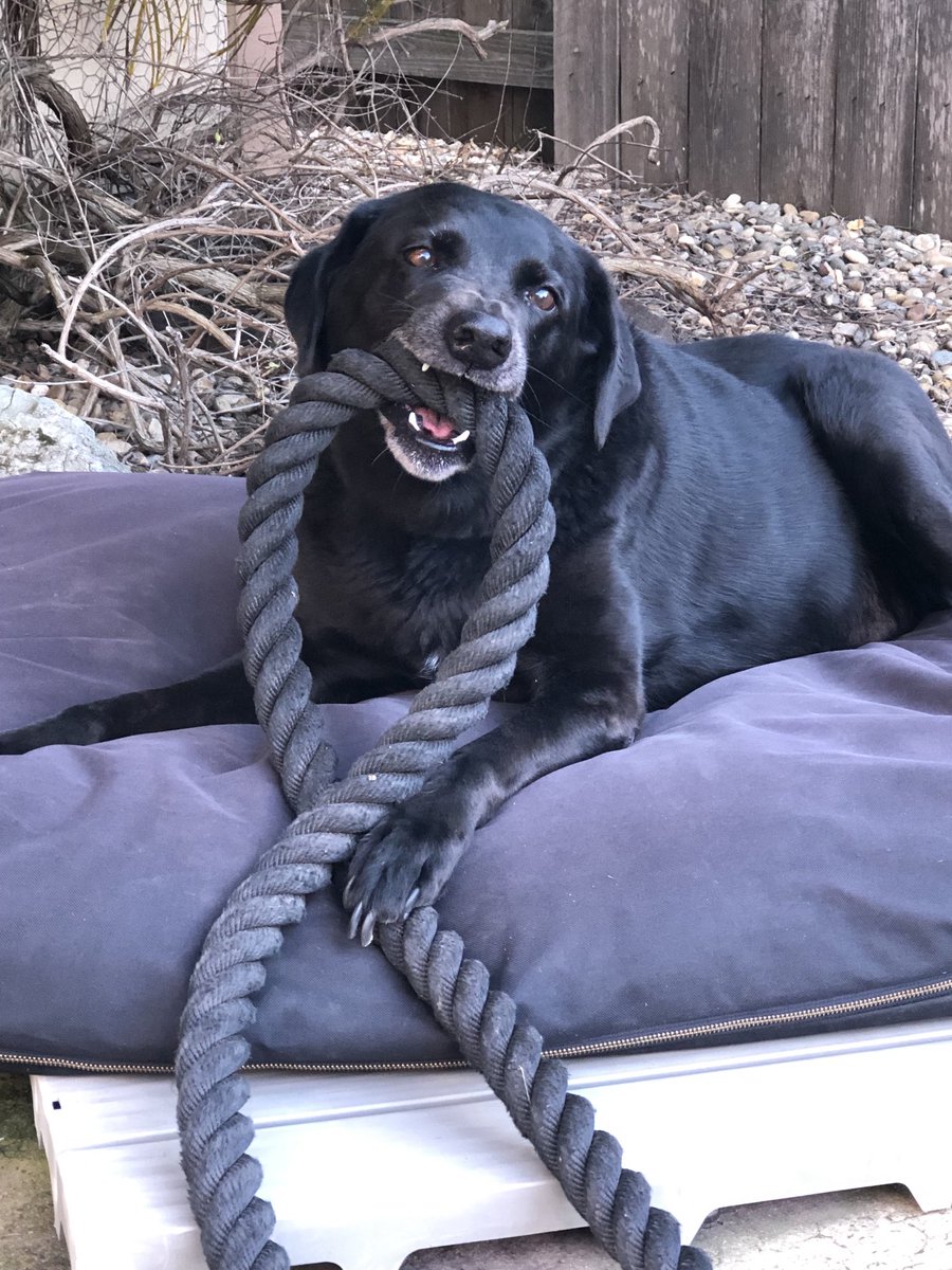 ReneeCaggiano's tweet photo. Dang dog stole my battle rope! #notachewtoy https://t.co/eHw0pASXdN