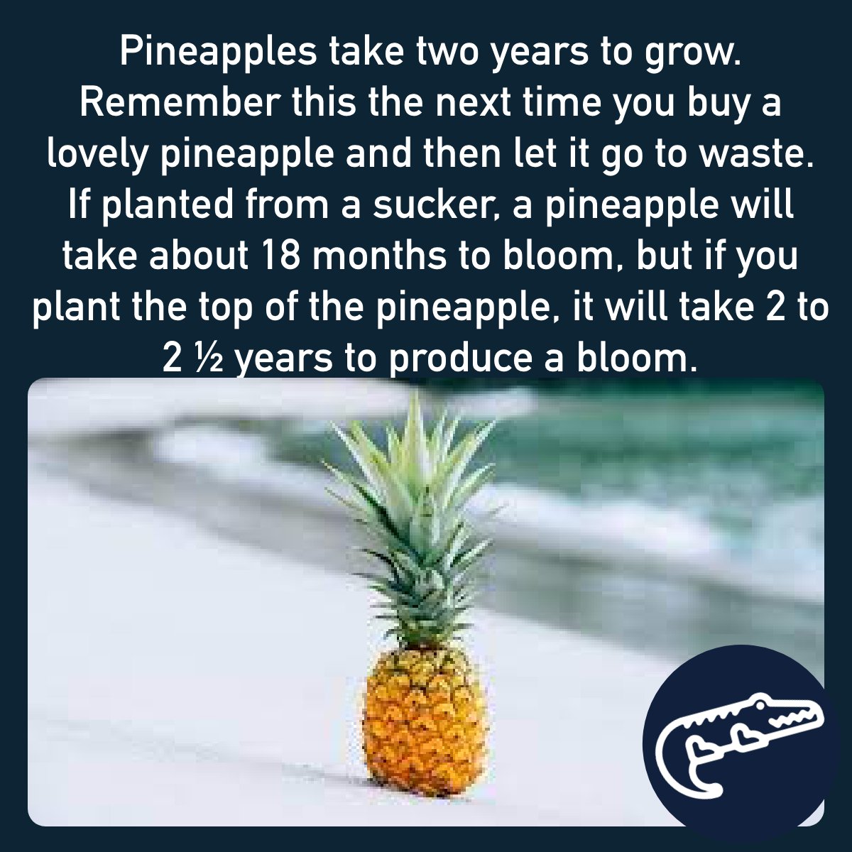 I'm an Alligator (@i_alligator) on Twitter photo 