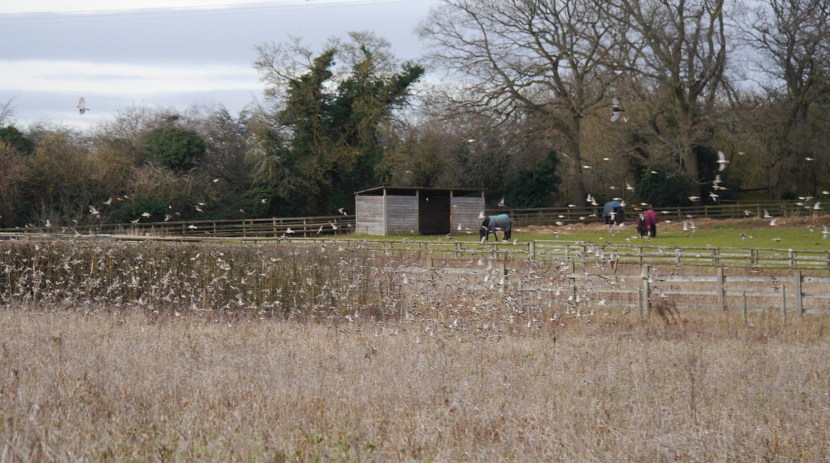 A flock of over 500 Bramblings on setaside at Flackwell Heath today. Also a brief video at  youtube.com/watch?v=CXkB_v…
Also c50 Chaffinches and 150 Linnets nearby in the same field.