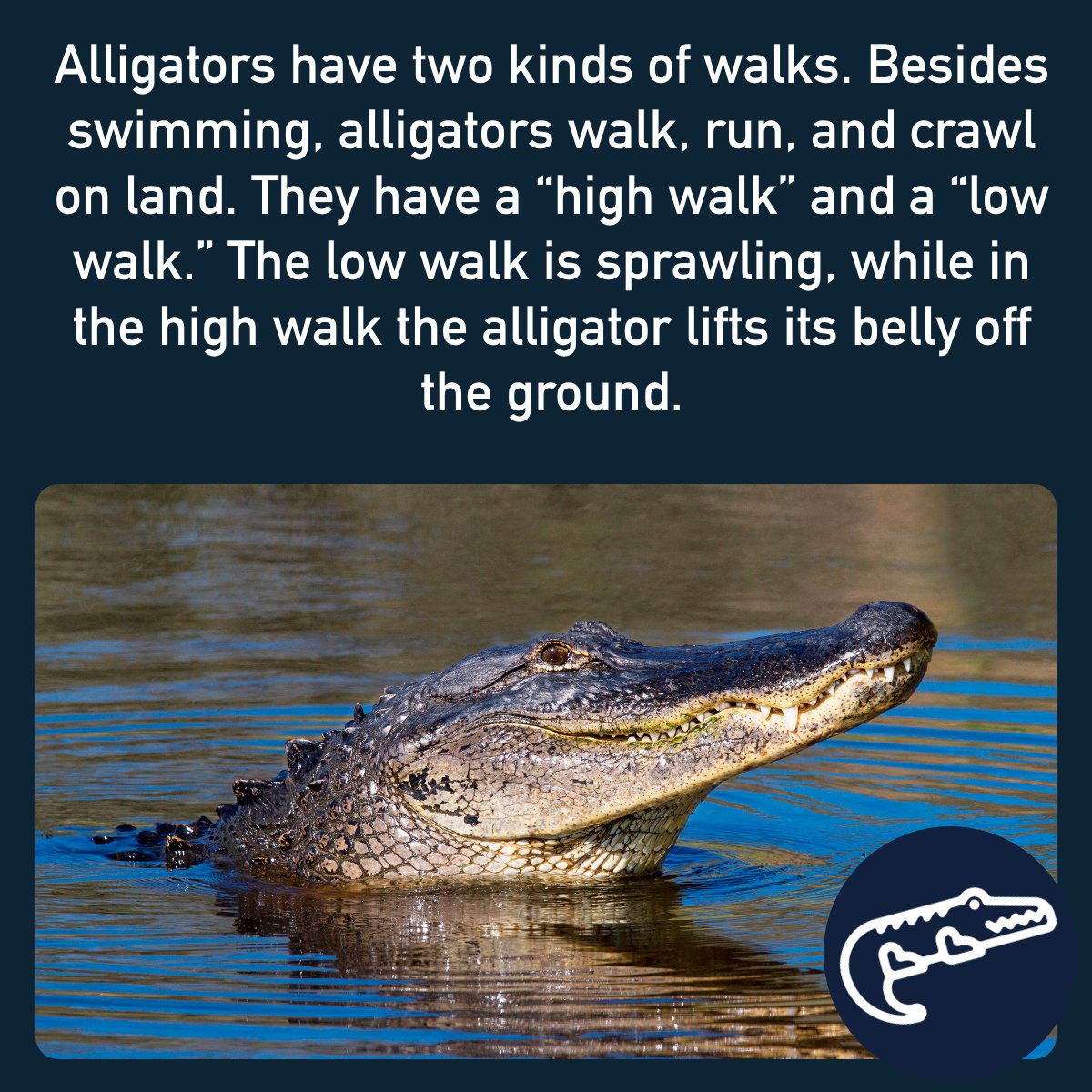 I'm an Alligator (@i_alligator) on Twitter photo 