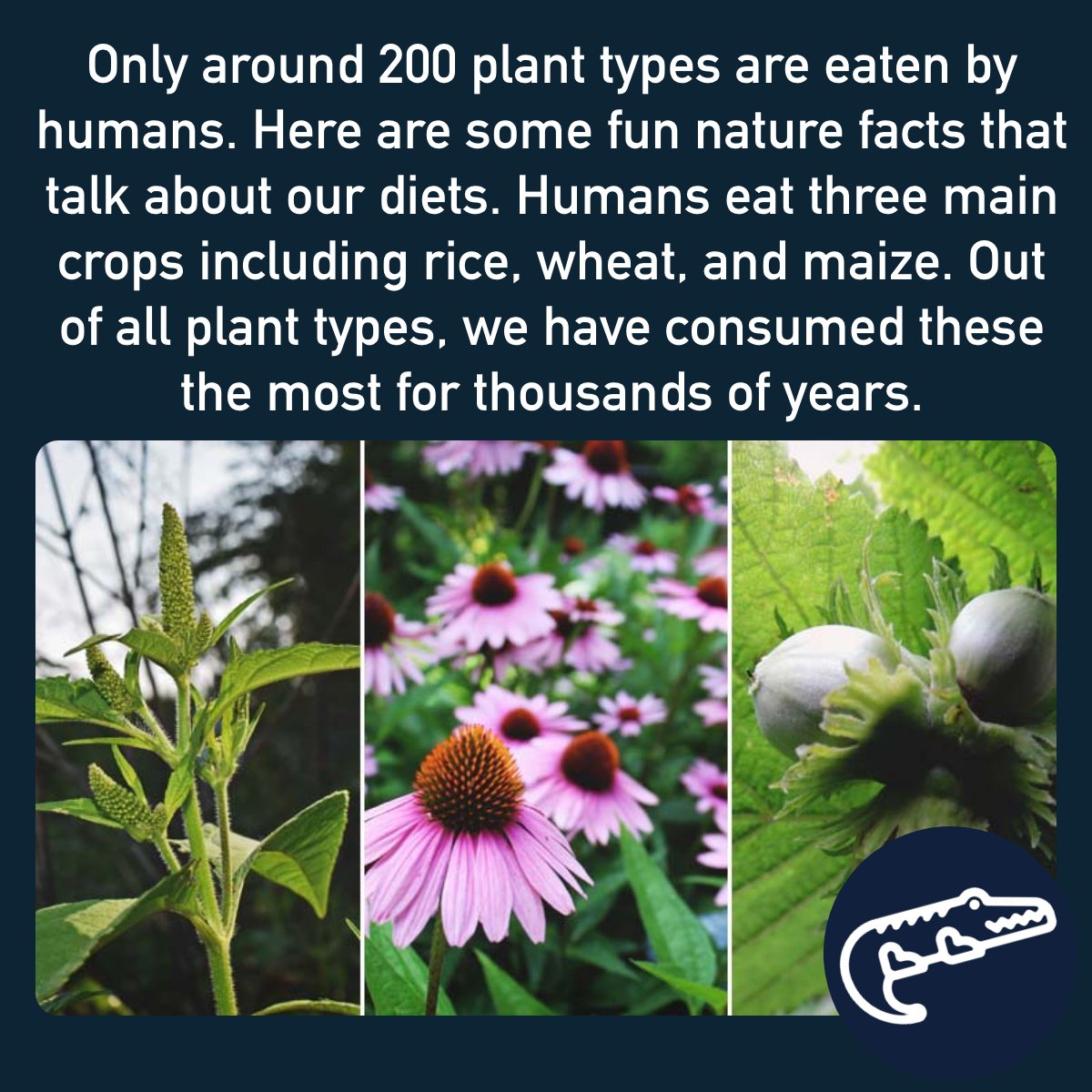 I'm an Alligator (@i_alligator) on Twitter photo 