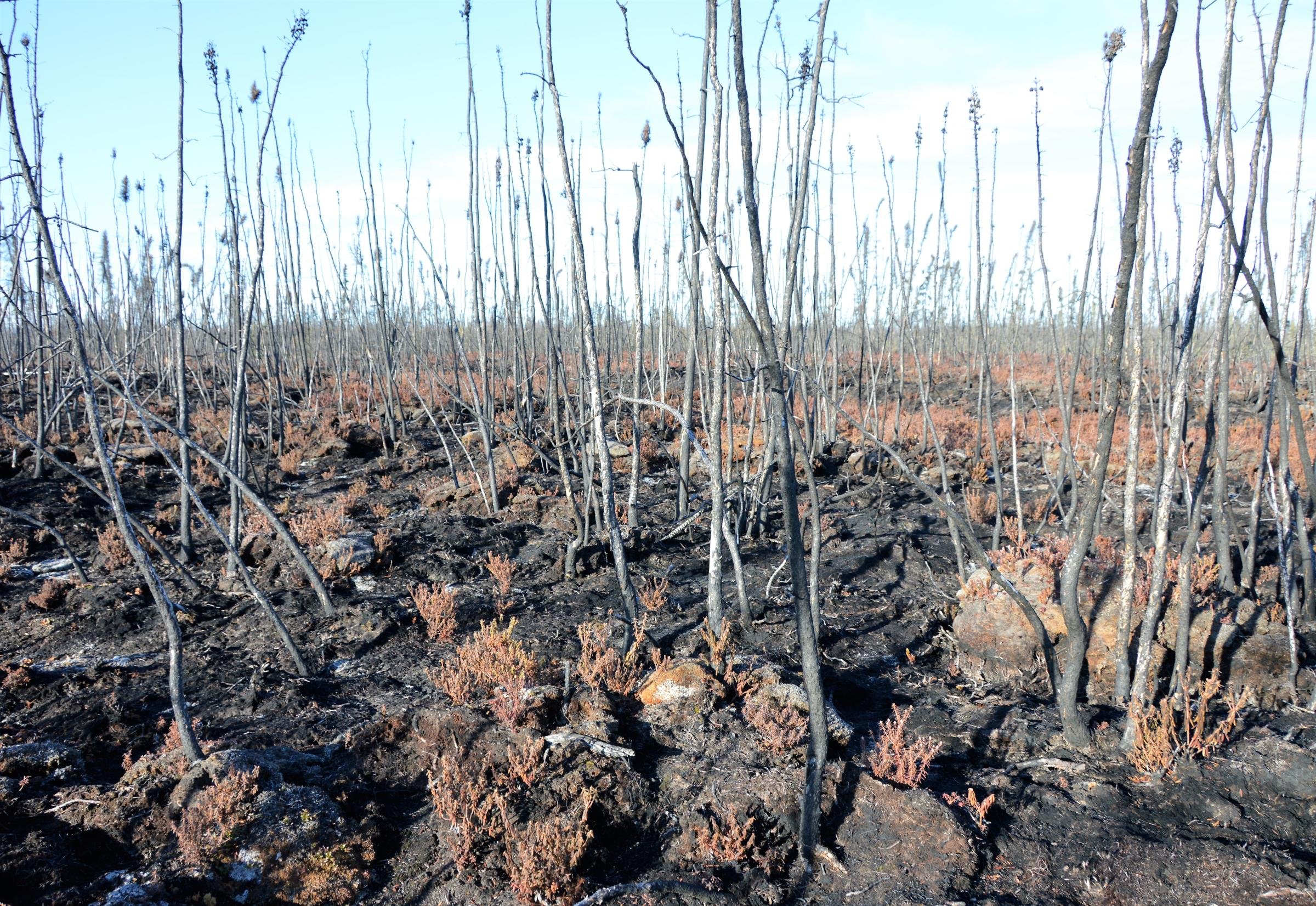 Pictured here is a permafrost peatland in northern Alberta that burned in 2019. The dead black spruce trees will eventually fall onto the charred bare surface of the peatland, while Sphagnum moss, shrubs, and new spruce trees will slowly start to regrow. The fire will also increase permafrost thaw.
