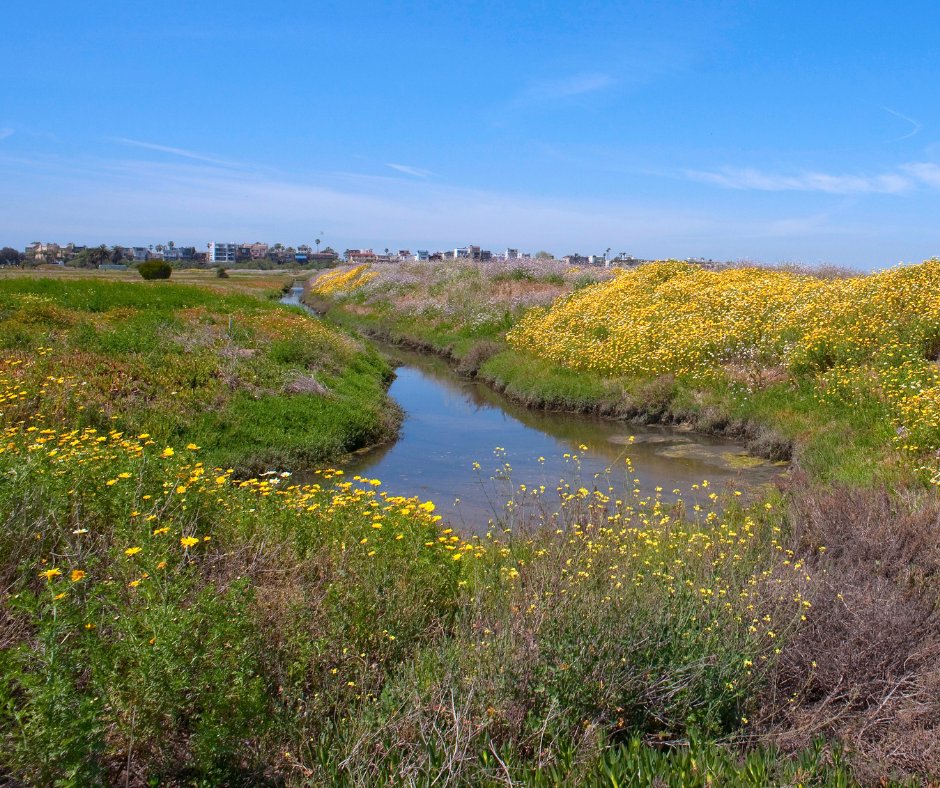 HealTheBay's tweet photo. Happy World Wetlands Day!

The Ballona Wetlands Ecological Reserve has the potential to be the most special wildlife area in Los Angeles and we continue to celebrate the comprehensive and science-based wetland restoration plan currently moving forward here in LA. https://t.co/OaepaPsBAf
