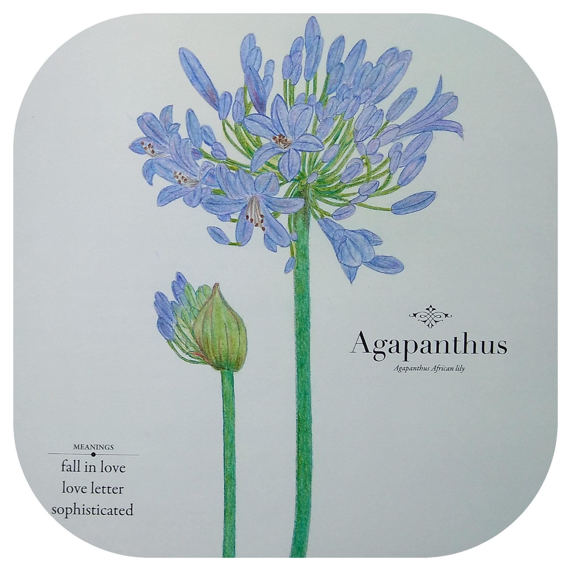 花の塗り絵 Twitter Search Twitter