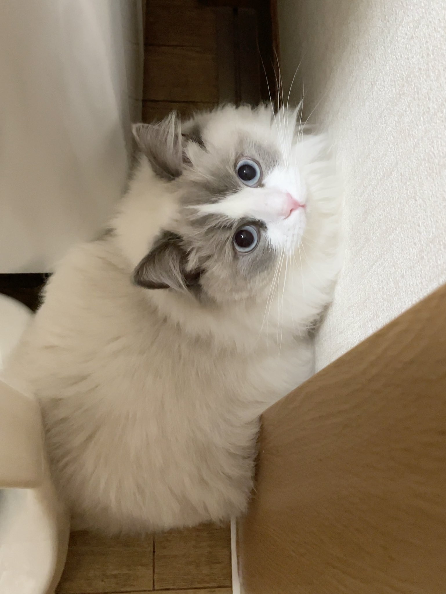 ラグドール ひなファン Twitter猫の日アンバサダー 猫の日 ねこ 猫がいる暮らし 猫がいる幸せ 猫の居る暮らし Cat スーパーボールがどこかに行ったらしい T Co Jcyhapdp Twitter