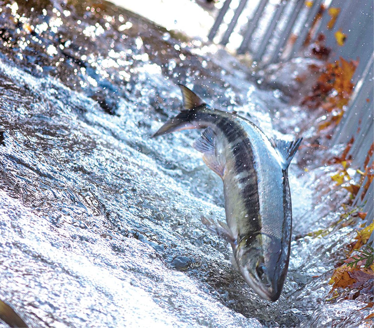Food fishery flounders: low returns tinyurl.com/yvwmxktr #Tlaamin #quathet #salmon