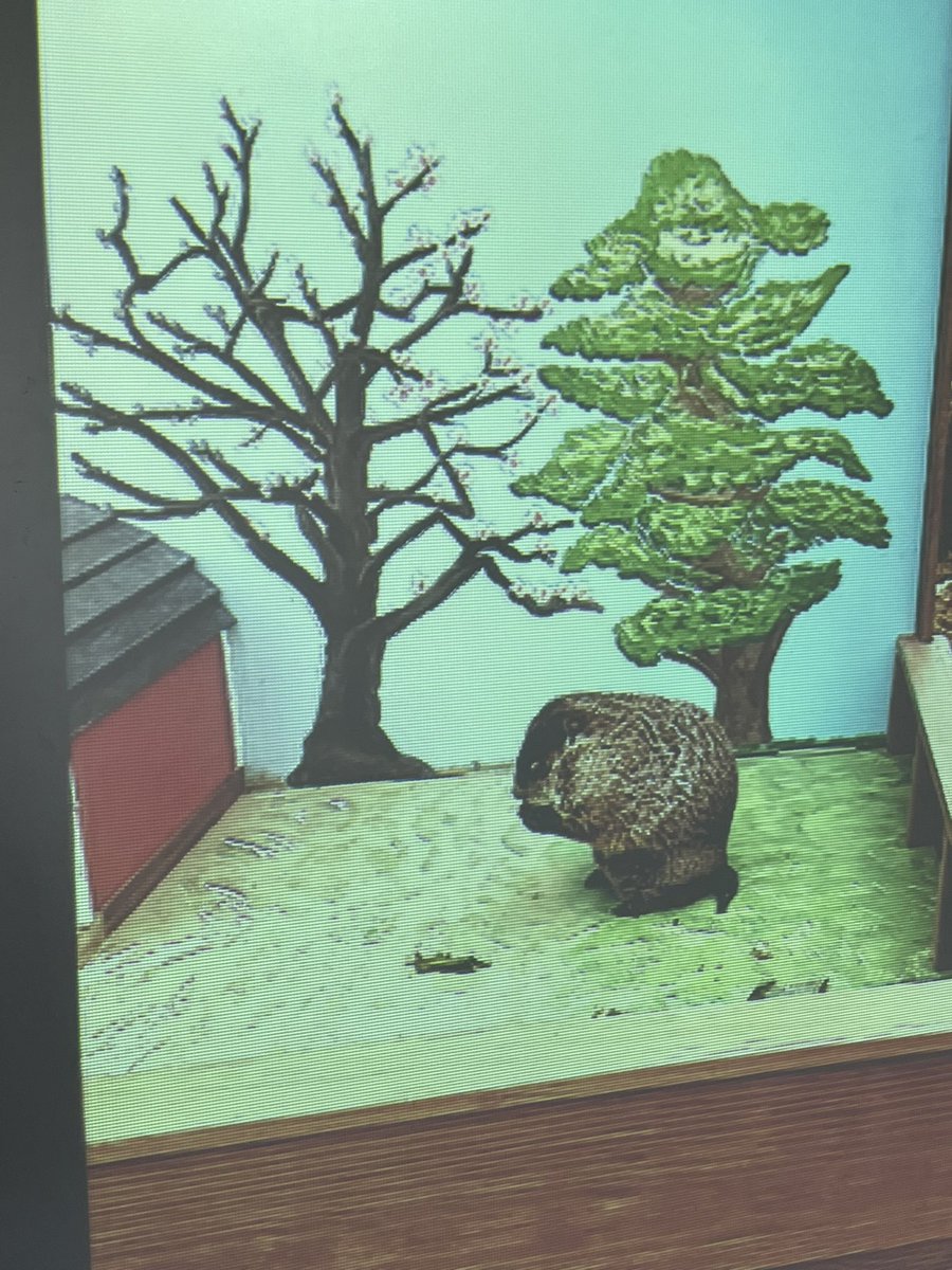 My 22 groundhogs are confused…. Phil from Pennsylvania says winter, Gordy from Milwaukee says spring and we have a 11-11 vote in our class… only time will tell what actually happens! ❄️🌹🙃