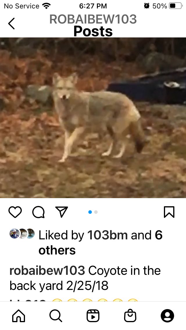 NorthoBostonRob's tweet photo. @NBC10Boston @MaryNYC1 @BostonFire @MassStatePolice @pictureboston I have see one in my backyard!It was a while back 🤔 https://t.co/5dwyBBm4R8