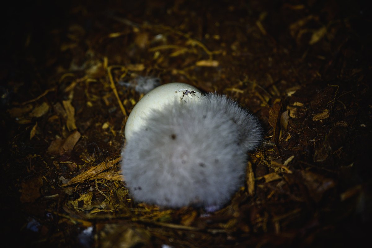 Sirocco Kākāpō tweet media