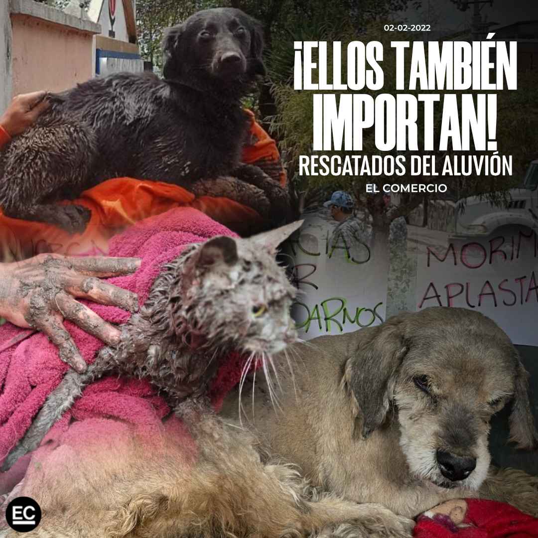 elcomerciocom's tweet photo. Gatos asustados, enlodados; perros con patas rotas, sin visión… Mascotas rescatadas del #aluvión en #LaGasca y #LaComuna. Sus historias 🥺🐶🐱❤️ » https://t.co/Bl5cSG4xPb https://t.co/K7Vcw5wn25