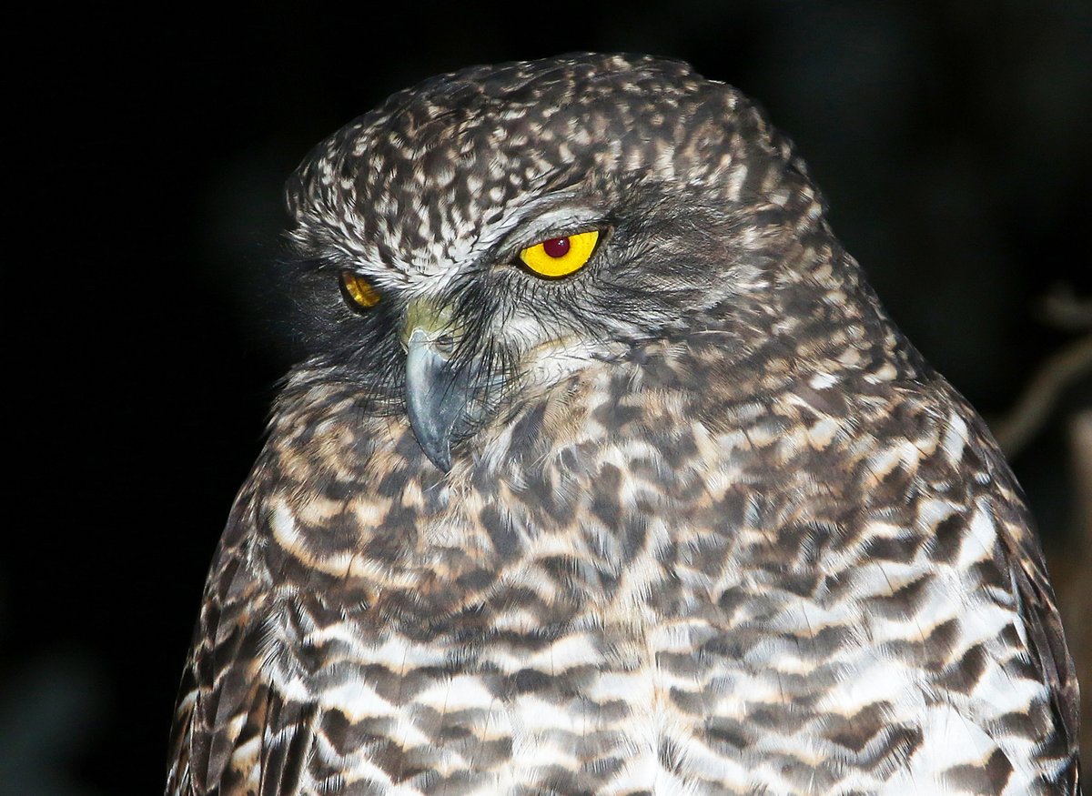 ALERT! Powerful owls don't generally eat rodents yet in this paper we show 83% of them have rat poison in their livers. Likely explanation possums are eating rat poison and being eaten by owls! Extremely concerning on many levels. New threatening process? authors.elsevier.com/c/1eRxxB8ccudRp