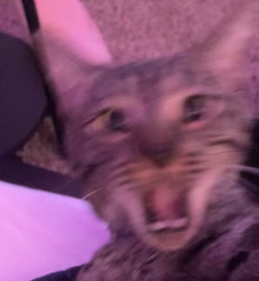 CaliSabss's tweet photo. carter perfectly captured my mood rn https://t.co/ksB6J5ZdeY