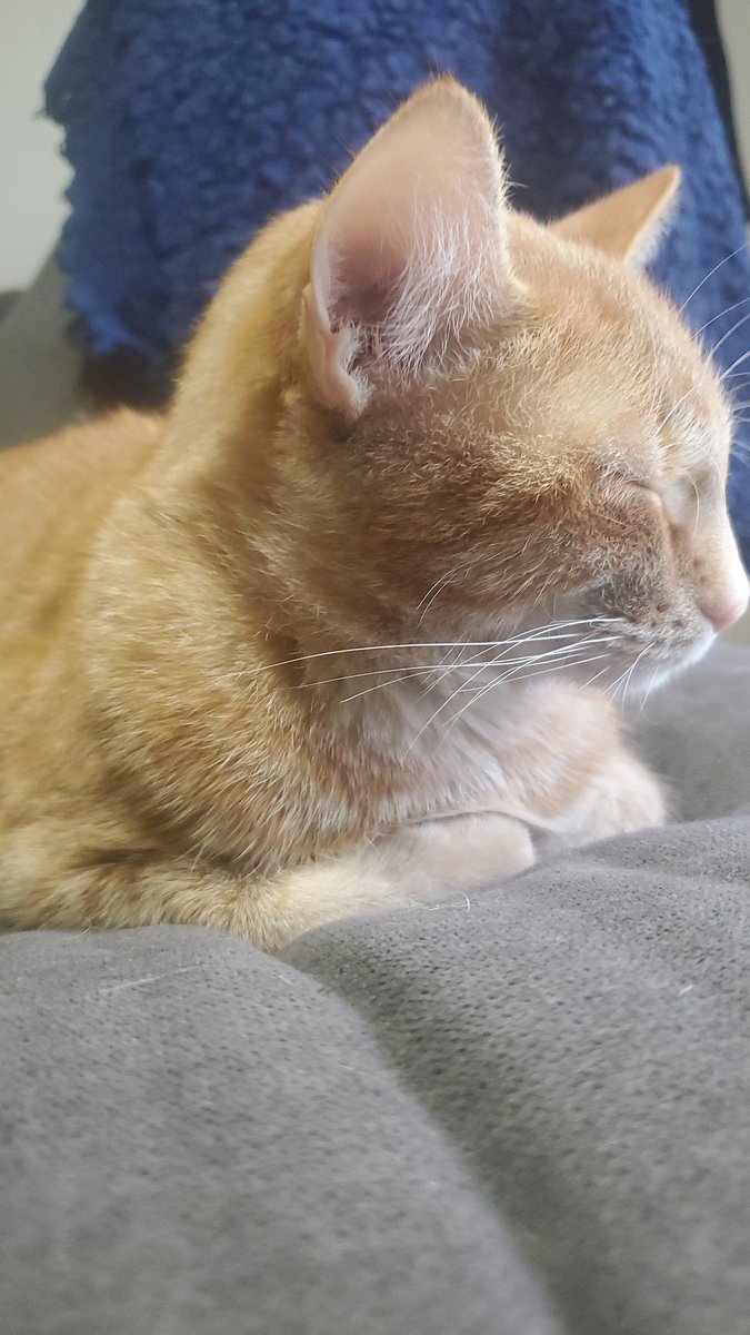 KLPizzonia's tweet photo. Mango is a little sleepy after all the learning today! #PetsofINS #CatsofINS #INS2022VirtualNOLA https://t.co/BrzpdiDhw4