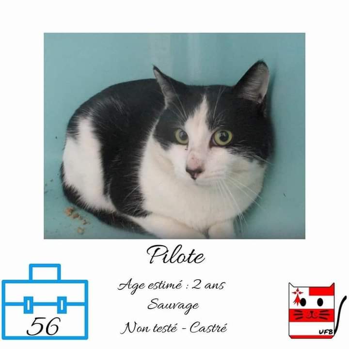 Nolwennmrc's tweet photo. ⚠️URGENT⚠️ Ces petits matous sont à adopter avant vendredi sans quoi ils seront euthanasiés, si vous habitez en Bretagne svp partagez rapidement !!
#chat #URGENT #Rennes https://t.co/VXRxVMV5Hf