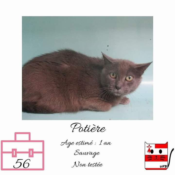 Nolwennmrc's tweet photo. ⚠️URGENT⚠️ Ces petits matous sont à adopter avant vendredi sans quoi ils seront euthanasiés, si vous habitez en Bretagne svp partagez rapidement !!
#chat #URGENT #Rennes https://t.co/VXRxVMV5Hf