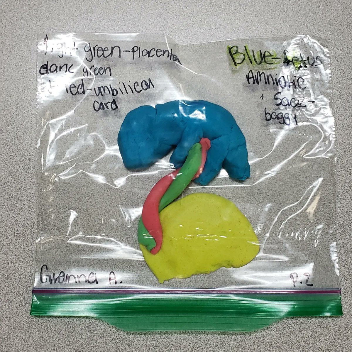 D127GetsReal's tweet photo. RT @teampriester: Playdoh wombs in Family Relations & Parenting classes at GCHS & GNHS! #gchsfcsrocks #gnhsfcsrocks #isupportcte #d127getsreal https://t.co/4ALMumkcFo