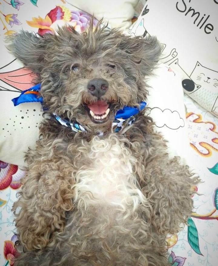 patitas_budgeok's tweet photo. Soy Matias estoy buscando hogar 
Soy tranquilo,me gusta dormir en la cama acompañando a mi dueño soy sociable me llevo bien con otros perros,solo quiero un lugar en donde estar, tengo mucho amor para dar
tengo 2 años estoy castrado y vacunado
me ayudas a buscar familia
1123191554 https://t.co/fxHGV77nXW