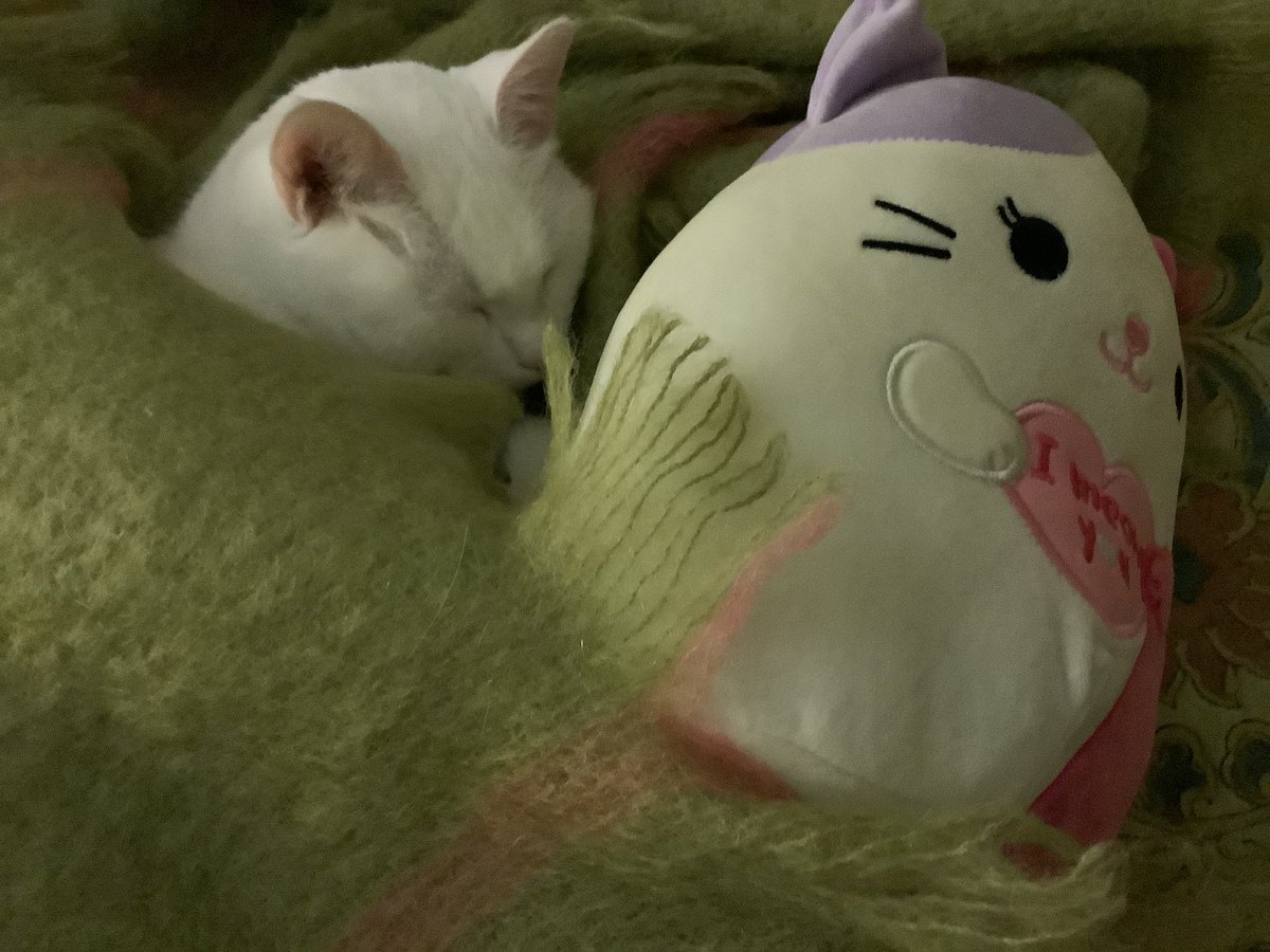 FelineChairThi1's tweet photo. @Cees22331 @bop_tc p.s. My #CrazyHuman got me this ridiculous stuffed animal. I have completely rejected it 😺😹 https://t.co/nJD5wnWqwW