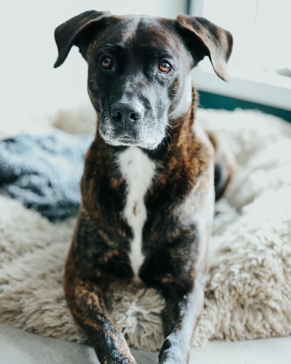 I am once again asking you to look at a picture of my fur baby. JAROLD is perfect in every way. 😭