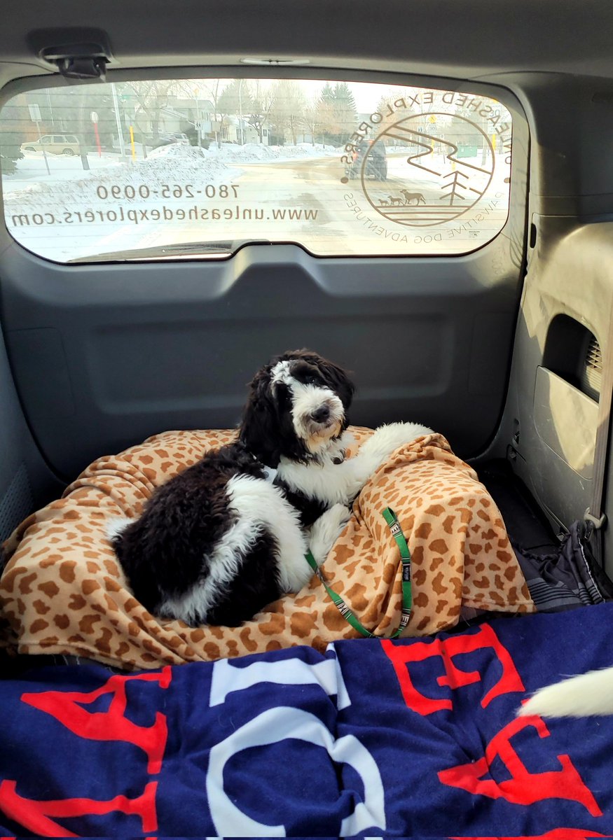 UnleashedExplo1's tweet photo. Welcome Louie! As chill as they come for a 6 month old pup #unleashedexplorers #yegdogs #bernadoodle https://t.co/r27y7zerTH
