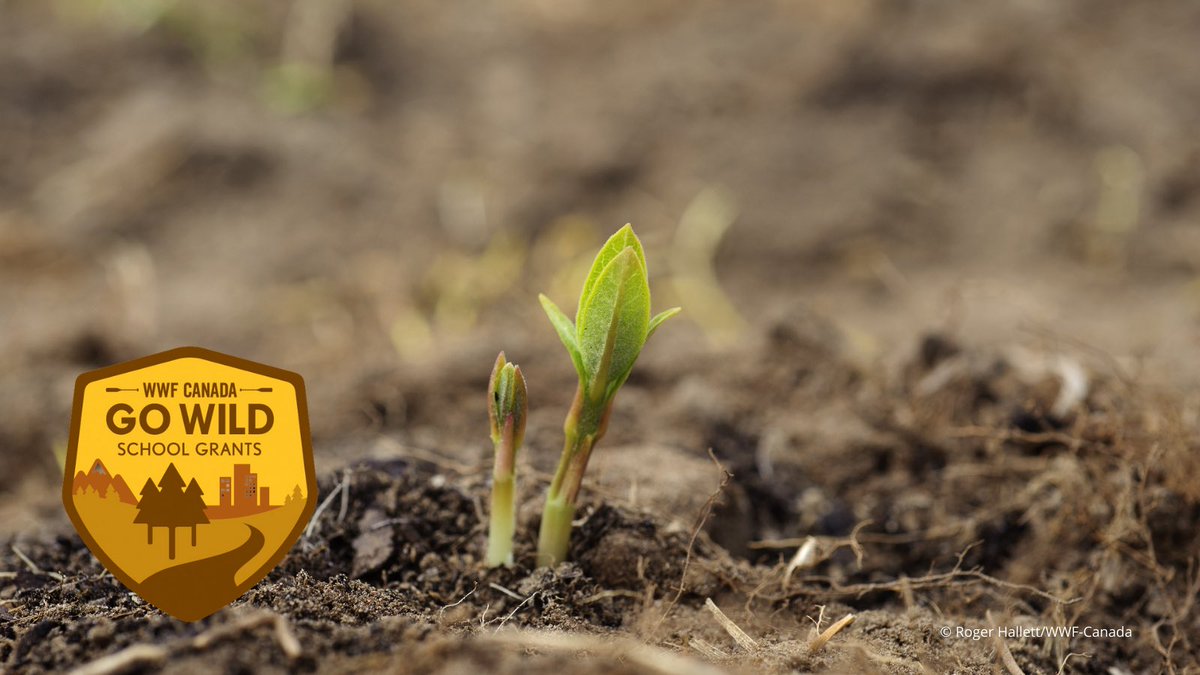 west_retsd's tweet photo. Westview is going wild for 
nature with @WWFCanada! 
With our #WWFGoWild School 
Grant, we will be starting to build our school garden! Stay 
tuned for more details. #RETSDSchools #GardeningInTheClassroom https://t.co/ciuneEMgs0