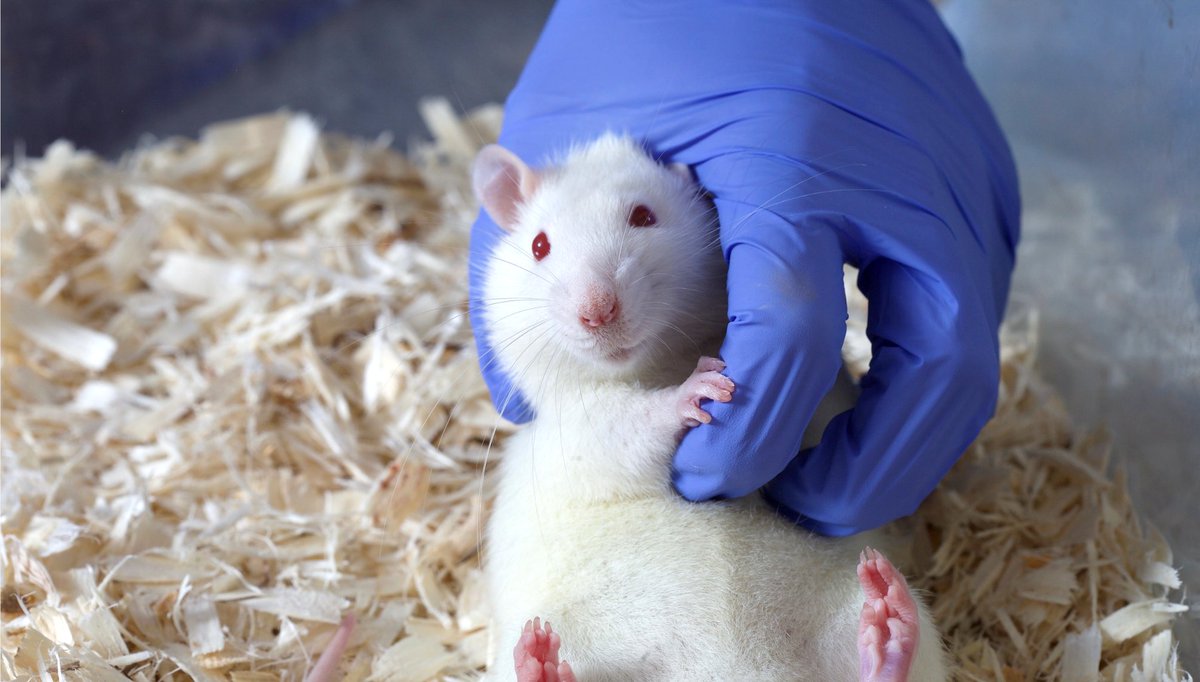 NA3RsC's tweet photo. #rattickling is a form of #refinement that familiarizes rats with handling and improves their welfare. Tickling mimics rat play, and research has shown that tickling for 15 seconds for 3 days can be effective.
#3Rs #animaltechnology #animalresearch #NA3RsC https://t.co/HHs3aKK9dj