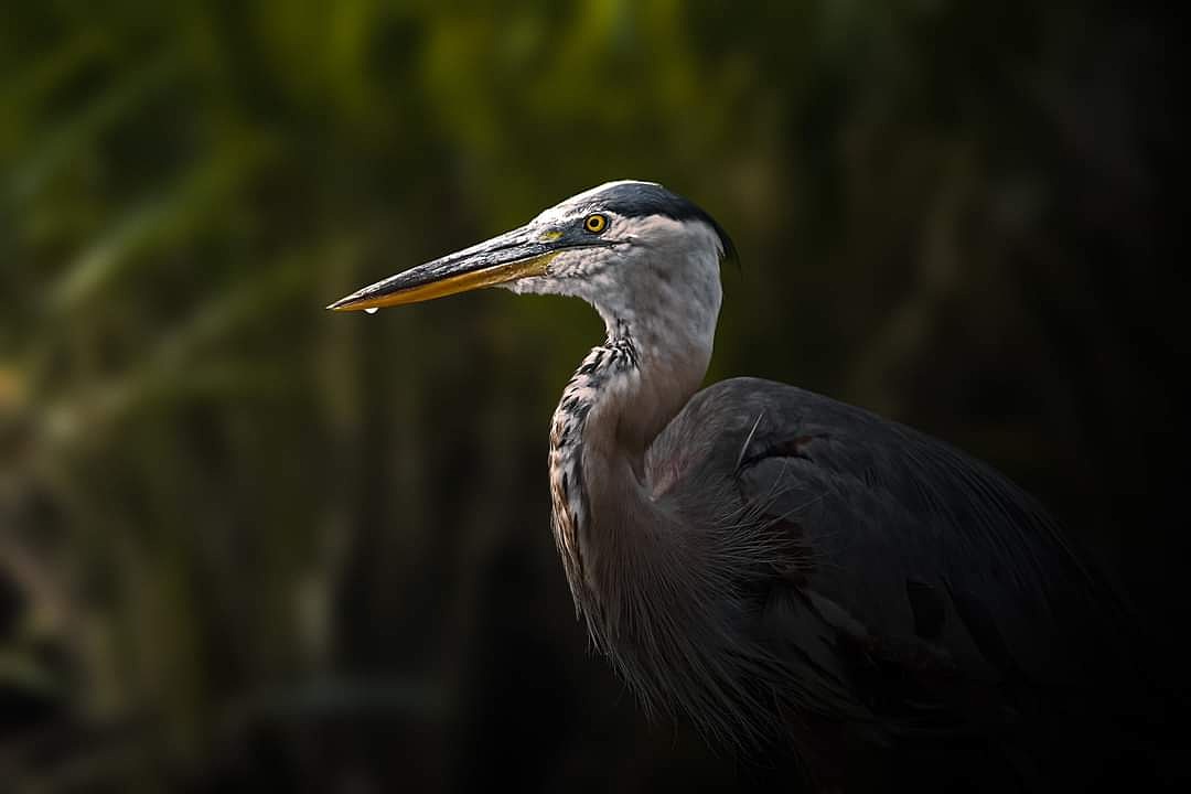 Crystal_l_Cook's tweet photo. A Blue Heron hunting in the swamp. Taken with my Canon R6 paired with a 100-400mm EF lens. 
.
. 
.
.
#canon #photography #birds #wildlife #nature #wildlifephotography 
@CanonUSA https://t.co/2b5KcxPz51