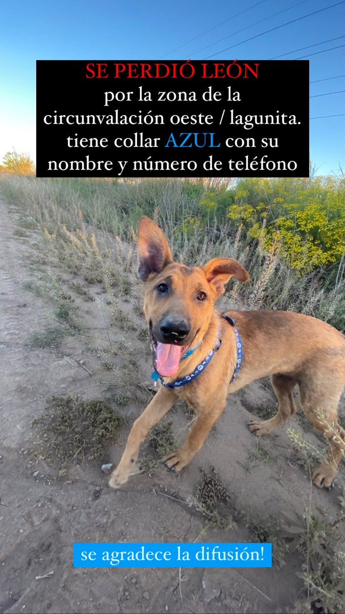 Tenía una pechera ROJA!
Es cachoro, debe estar súper asustado. 
Por favor comuníquense conmigo si alguien lo ve 🙌🏻❤️