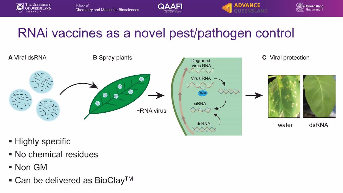 Australasian Plant Pathology Society QLD (@qldapps) on Twitter photo The 'RNAi vaccine' is delivered via a BioClay spray and is an environmentally friendly way of protecting crops from specific plant pathogens which cause disease. Learn more about its application with Dr Anne Sawyer <a href="/anne_swyr/">Anne Sawyer</a> ON NOW via Zoom⬇️
usq.zoom.us/j/89381742568 The 'RNAi vaccine' is delivered via a BioClay spray and is an environmentally friendly way of protecting crops from specific plant pathogens which cause disease. Learn more about its application with Dr Anne Sawyer <a href="/anne_swyr/">Anne Sawyer</a> ON NOW via Zoom⬇️
usq.zoom.us/j/89381742568