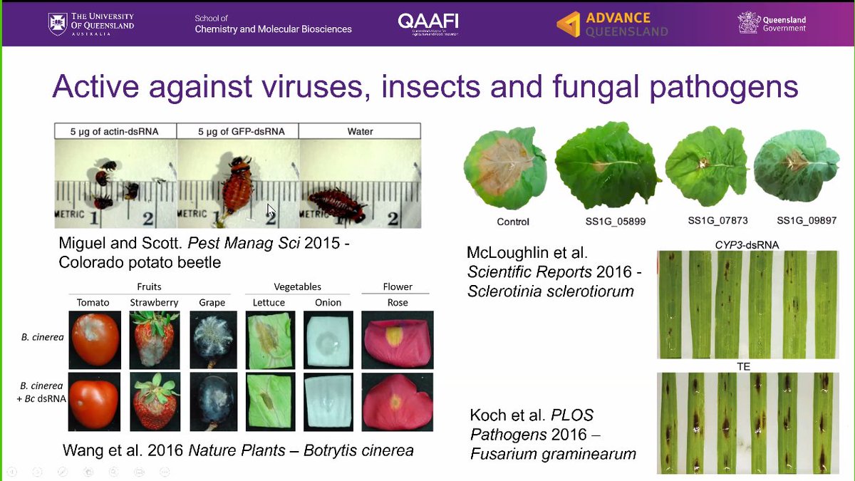 Australasian Plant Pathology Society QLD (@qldapps) on Twitter photo RNAi for crop protection has demonstrated efficacy for a number of viruses, fungal pathogens and insects. Check out some of the studies and tune in to Dr Anne Sawyer's research here⬇️
usq.zoom.us/j/89381742568
<a href="/anne_swyr/">Anne Sawyer</a> <a href="/UQ_SCMB/">UQ Chemistry and Molecular Biosciences</a> <a href="/QAAFI/">QLD Alliance for Agriculture & Food Innovation</a> <a href="/Plant_Pathogens/">Plant Pathogens (APPS)</a> @DAFQld RNAi for crop protection has demonstrated efficacy for a number of viruses, fungal pathogens and insects. Check out some of the studies and tune in to Dr Anne Sawyer's research here⬇️
usq.zoom.us/j/89381742568
<a href="/anne_swyr/">Anne Sawyer</a> <a href="/UQ_SCMB/">UQ Chemistry and Molecular Biosciences</a> <a href="/QAAFI/">QLD Alliance for Agriculture & Food Innovation</a> <a href="/Plant_Pathogens/">Plant Pathogens (APPS)</a> @DAFQld