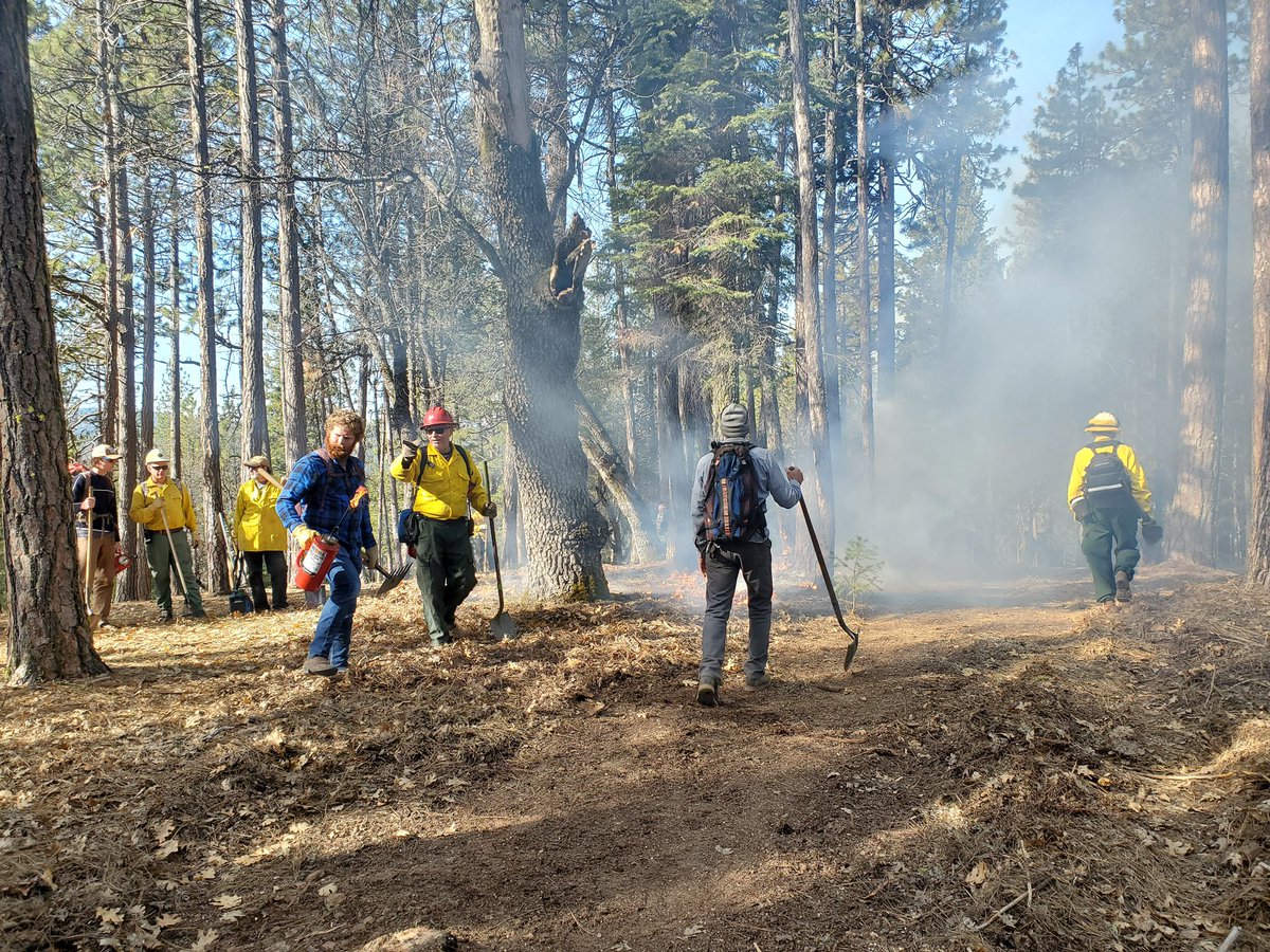 CALFIRELMU's tweet photo. conducted 4 acres of #RxFire understory burn in ponderosa pine &amp; black oak forest. Plumas County Fire Safe Council, Plumas County RCD, FRC, USFS/PNF, CAL FIRE/LMU, &amp; volunteers #RxFire on Maidu lands north of Quincy. #GoodFire #FireResilience #FireAdaptedHummanCommunities. https://t.co/eYEP6D03zs