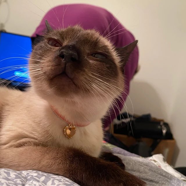 SaraQDavid's tweet photo. i’ve stumbled onto the reviews for fancy cat collars on etsy and i refuse to leave https://t.co/j5A7W1tujM