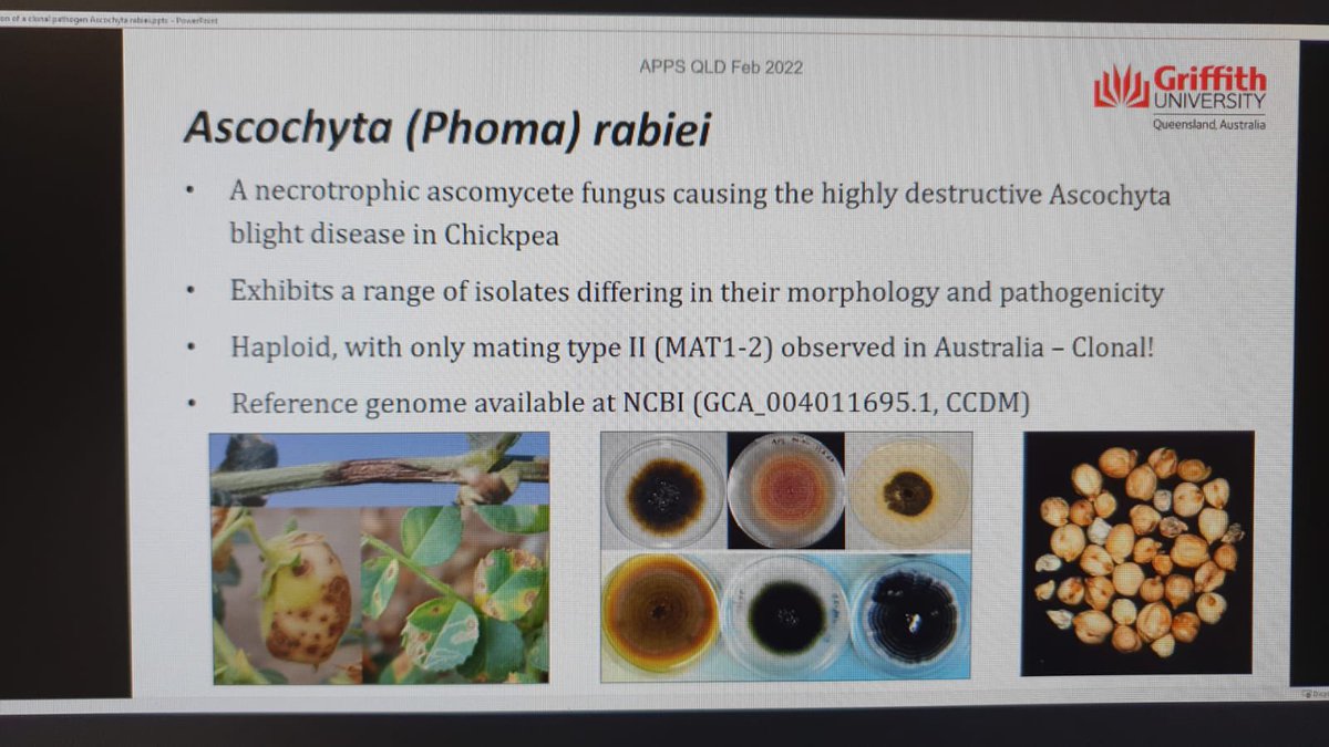 Australasian Plant Pathology Society QLD (@qldapps) on Twitter photo Wow! <a href="/DrIdoBar/">Ido Bar</a> shows us the aggressiveness of Ascochyta blight disease in chickpea. His research investigates the genetic evolution of this fungus in overcoming host resistance 
<a href="/theGRDC/">GRDC</a> <a href="/Griffith_Uni/">Griffith University</a> <a href="/Plant_Pathogens/">Plant Pathogens (APPS)</a> #griffithuniversity Wow! <a href="/DrIdoBar/">Ido Bar</a> shows us the aggressiveness of Ascochyta blight disease in chickpea. His research investigates the genetic evolution of this fungus in overcoming host resistance 
<a href="/theGRDC/">GRDC</a> <a href="/Griffith_Uni/">Griffith University</a> <a href="/Plant_Pathogens/">Plant Pathogens (APPS)</a> #griffithuniversity