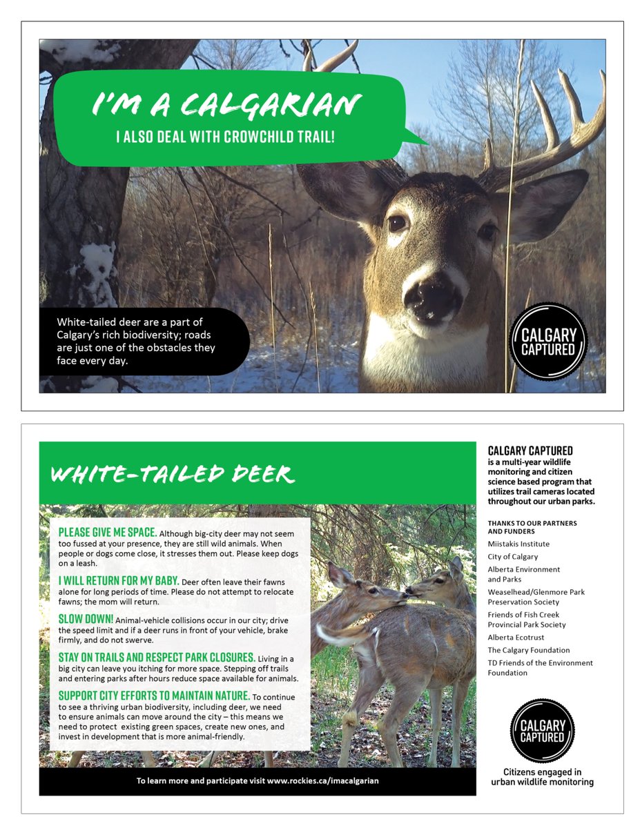 Remember to keep your dog on a leash in Fish Creek Provincial Park as deer and other wildlife can be frightened by off-leash dogs. #WildlifeWednesday bit.ly/3frecPB