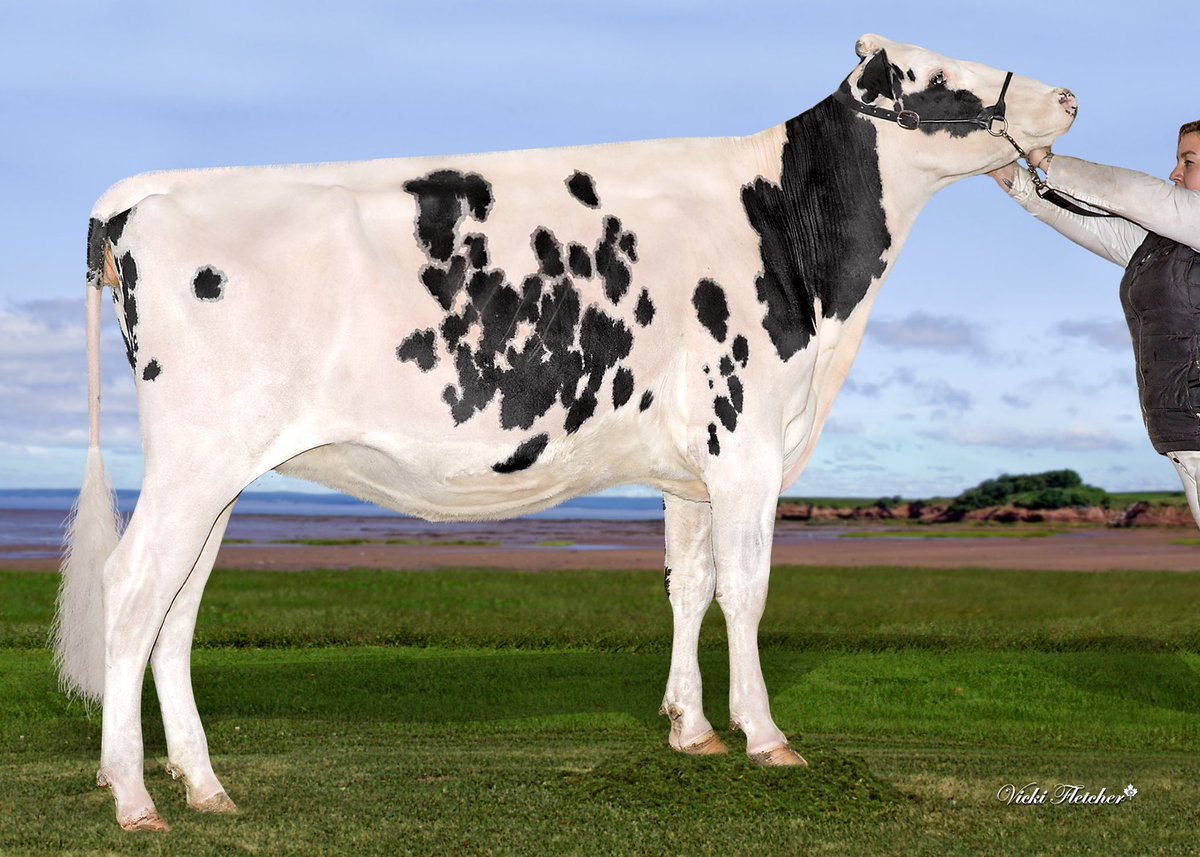 Runway sassy Snapchat - 1st place intermediate yearling Atlantic Dairy Championships 21’ #homebred #doorman