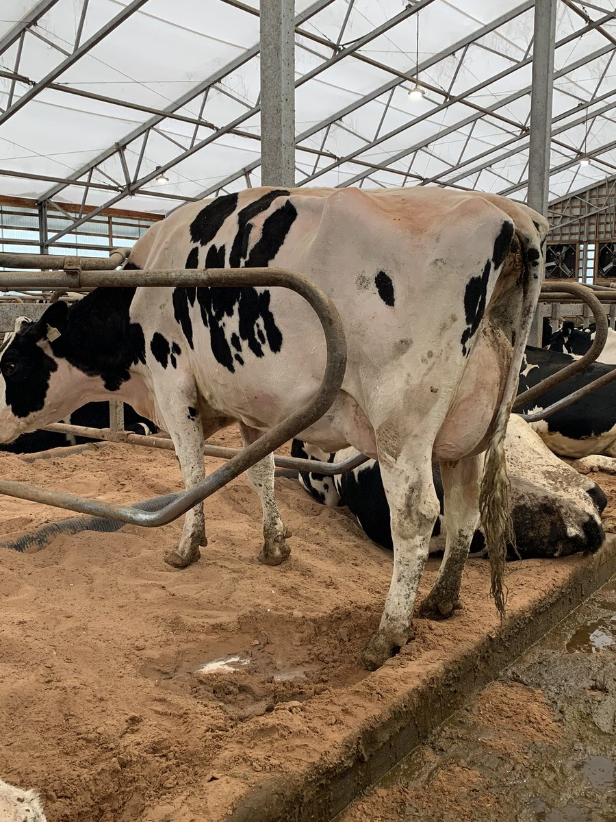 Sassy Sangria pictured 2 weeks fresh on her second calf. Waiting to see the classifier #homebred #monterey