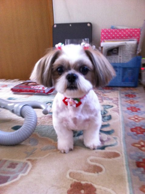 pinpiku's tweet photo. 先代犬の子たち🐶
同じ年に生まれて同じ年に17歳で🌈を渡り3年半経ちました 時々この子たちの匂いや、足元をスルッとする感覚やフワッと横切ったりする感覚が… 不思議だけどホントにあるんです🐶 いつまで一緒だね  
＃シーズー ＃犬好きさんと繋がりたい https://t.co/V07Khj65Po