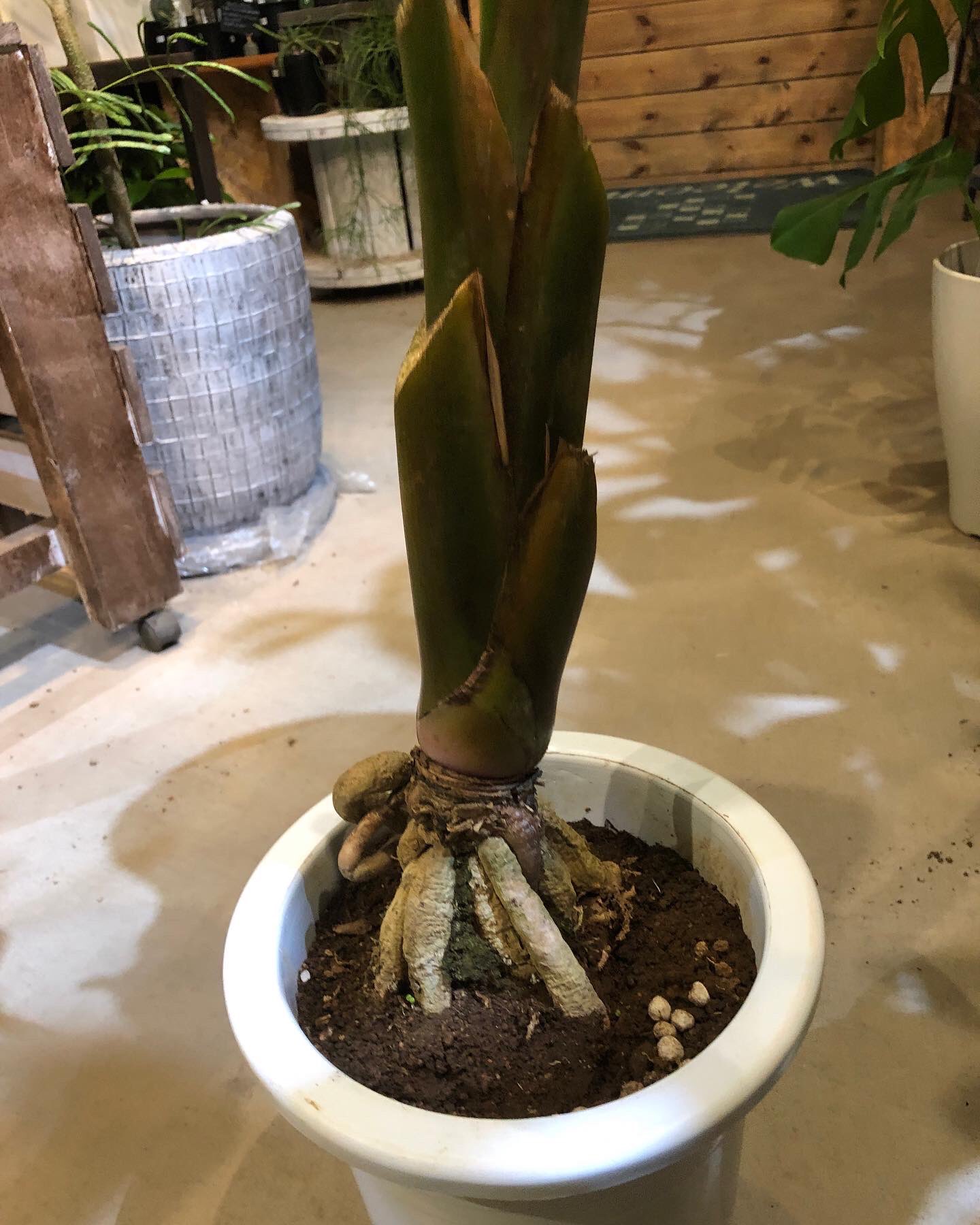 超特大　オーガスタ　白花　幹あがり古木　気根　鉢植え 観葉植物 ストレリチア・オーガスタ7号角高陶器鉢(白黒) 高さ約