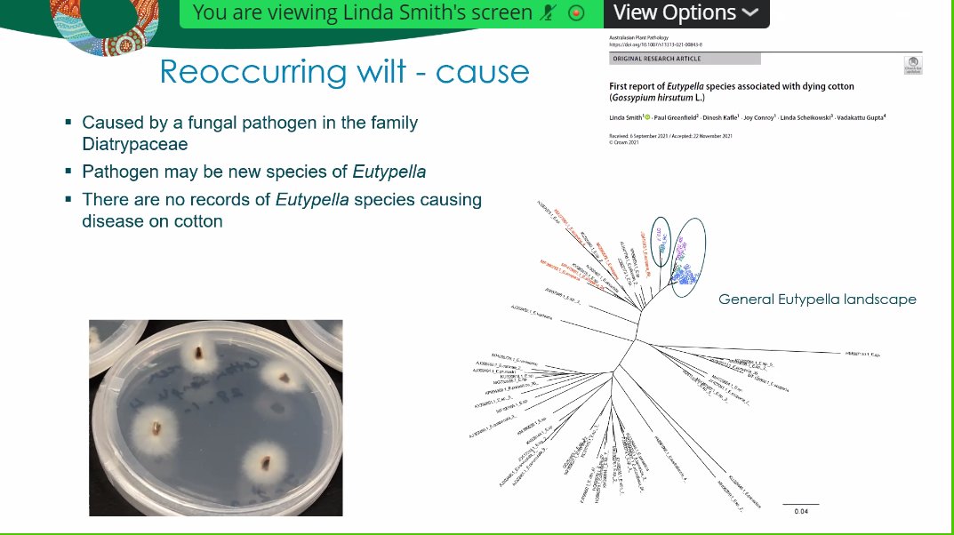 Australasian Plant Pathology Society QLD tweet media