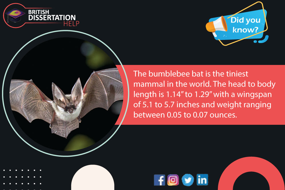 HelpBritish's tweet image. Did you know? The bumblebee bat is the tiniest mammal in the world. The head to body length is 1.14” to 1.29” with a wingspan of 5.1 to 5.7 inches and weight ranging between 0.05 to 0.07 ounces. britishdissertationhelp.com
#DidYouKnow #Fact #BritishDissertationHelp #GS #Science