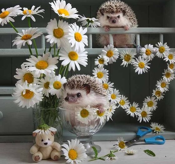AlmazGZ's tweet photo. bom dia #HedgehogDay https://t.co/smFUVnXJiT