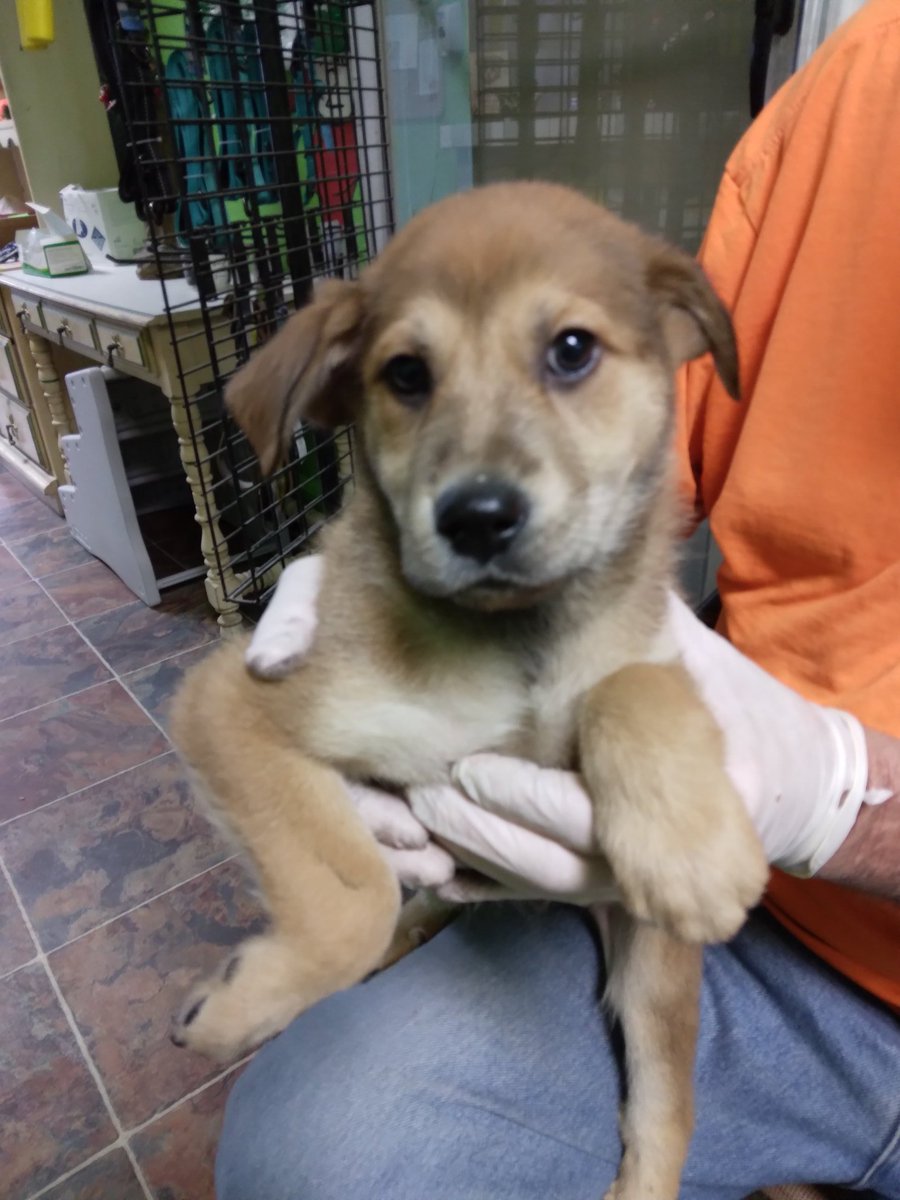 peace4paws's tweet photo. Pretty puppy Lacy available for adoption.  To adopt please visit our website https://t.co/cxcfNAGIk8 and fill out an adoption application. https://t.co/CgSIjW06I8