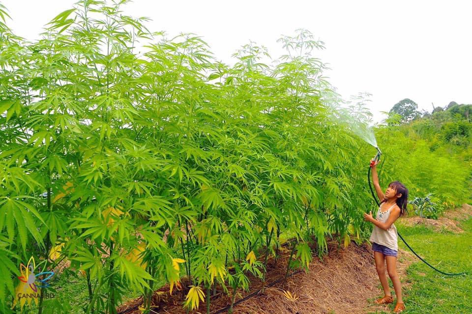 磯貝久🇦🇺&🇯🇵大麻研究者 tweet media