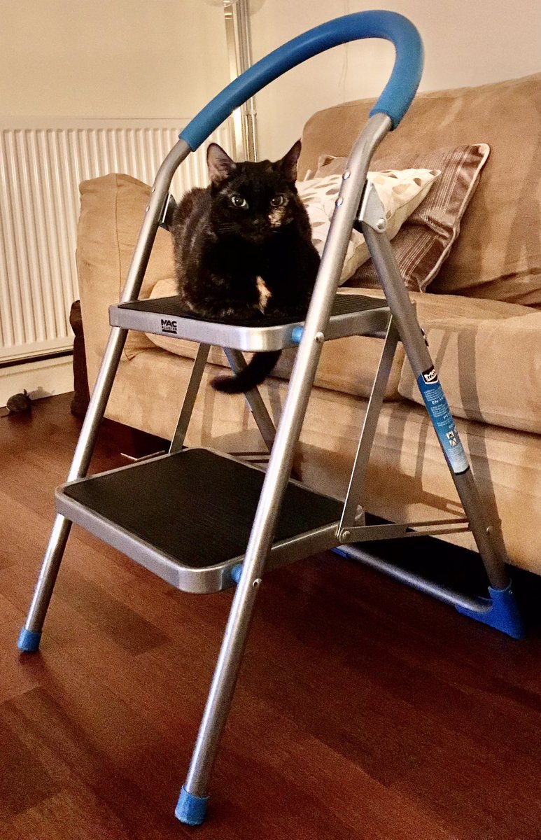With hard work &amp; perseverance #catsoftwitter you too can reach the top rung of the ladder 🐈‍⬛💕🐾