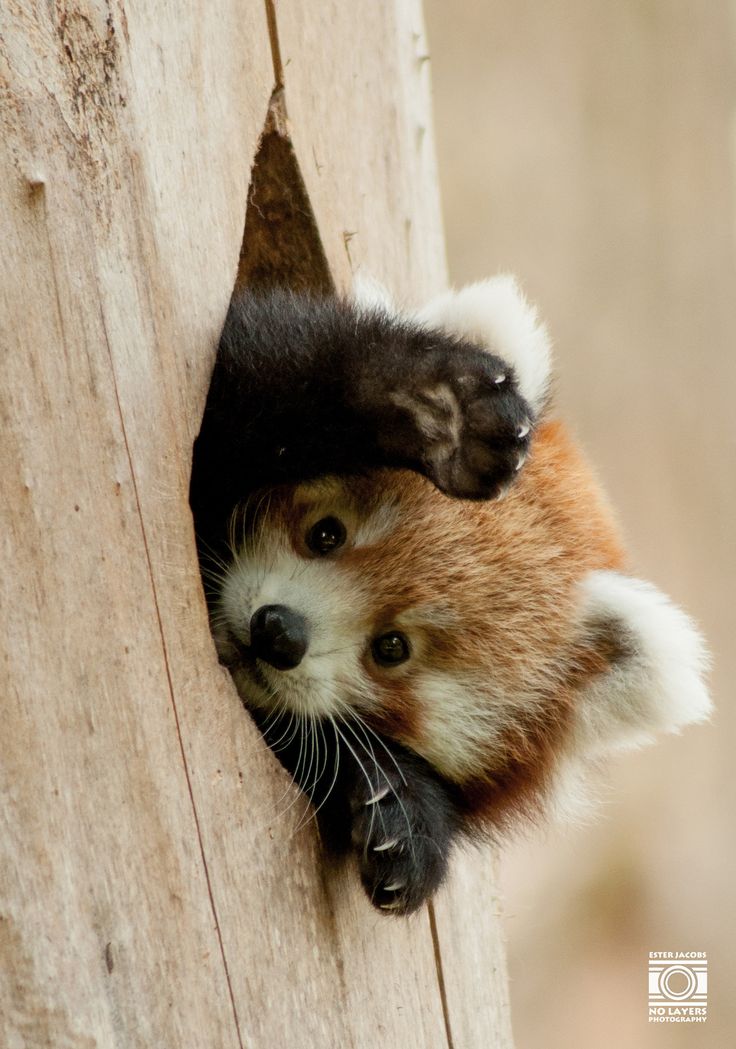 RedPandaEveryHr's tweet image. 