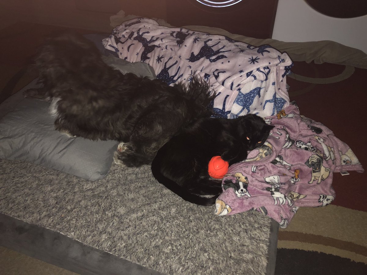 Jax gave Lily his ball and then passed out with her!