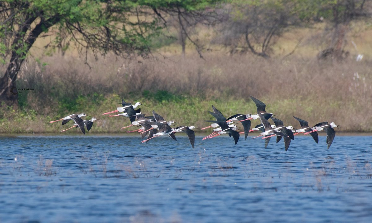 Black-winged stilts in flight mode.
#indiaves #WetlandWonders #savewetlands #ThePhotoHour #birdphotography #TwitterNatureCommunity