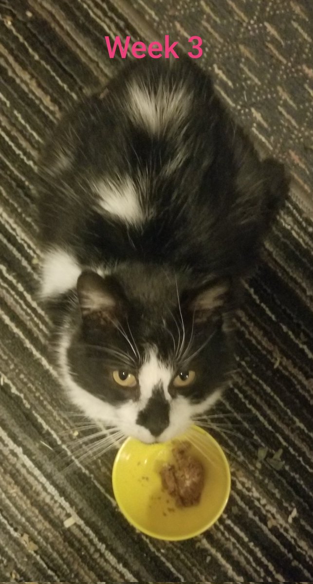 Mandyann420's tweet photo. Week 3 of Janettes GS-441524 treatment. Feels like we are rounding a corner, appetite &amp; daily patrols are back, belly still swollen but we are hopeful! Bloodwork again in two weeks when Mitty &amp; Rambo go in for their diagnosis. Hoping Janette is our only FIP+ cat. #CatsofTwittter https://t.co/oqLGdcxK7J