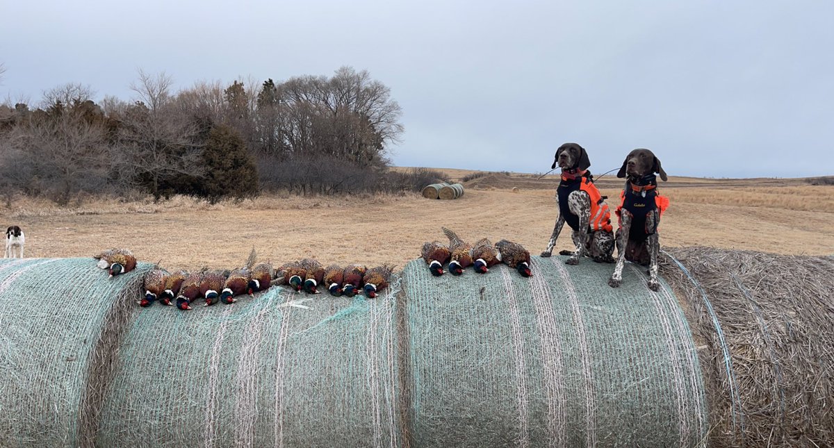 Plenty of wild birds left in South Dakota!